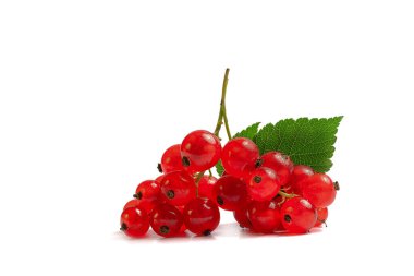 Beyaz arka planda yeşil broşürlü olgun ve sulu kırmızı kuşüzümü