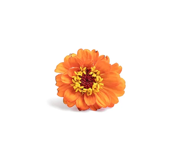 Orange Blomma Trädgården Växt Zinnia Vit Bakgrund — Stockfoto