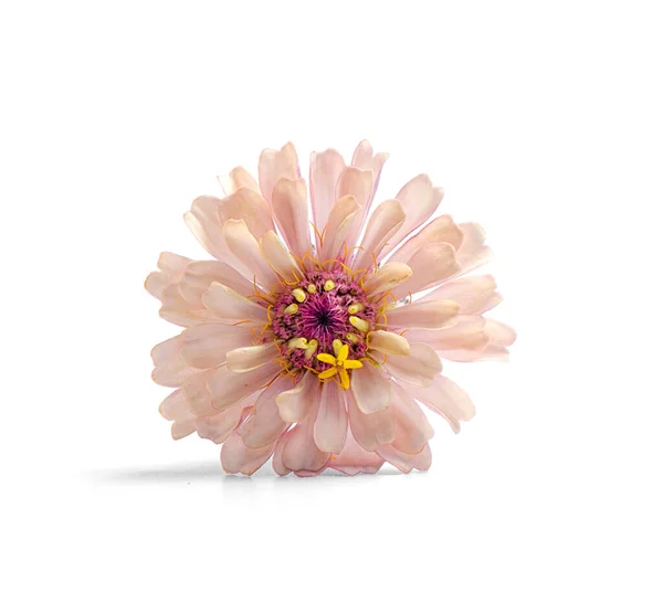 Рожева Квітка Садової Рослини Цинія Білому Фоні — стокове фото