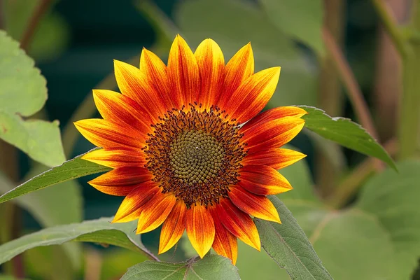 bright orange decorative sunflower that grows in a beautiful garden