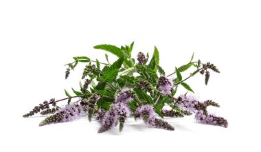 Beyaz arka planda taze kokulu nane şekeri.