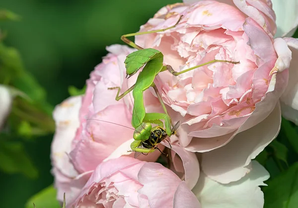 Grande Inseto Mantis Senta Uma Flor Rosa Come Uma Abelha — Fotografia de Stock