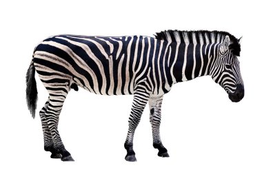 Beyaz arka planda papağan hayvan zebrası