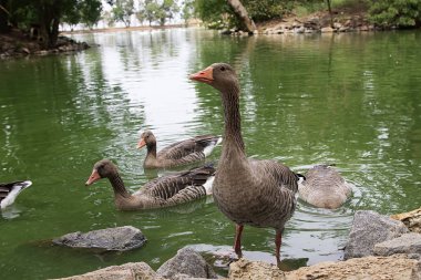 Su kuşu - kaz göletin yanında duruyor
