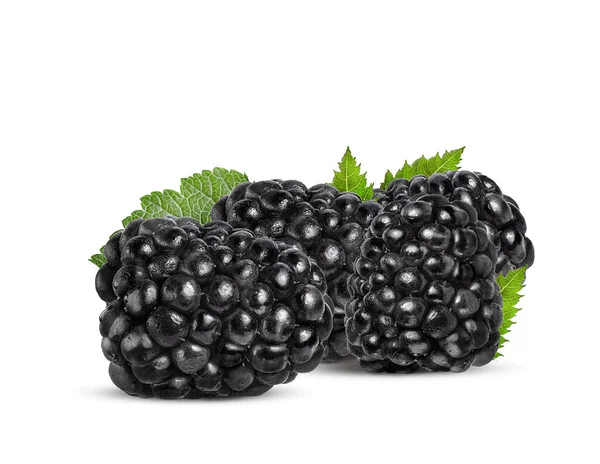 Ripe Black Blackberry Green Leaves White Background — Stock Photo, Image