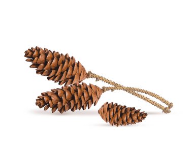 Kahverengi koniler beyaz arkaplanda köknar