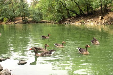 Birçok ördek parktaki bir gölde yüzer.