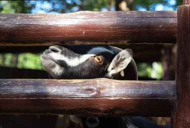 Keçi ahşap bir çitin yanında duruyor, yemek istiyor.