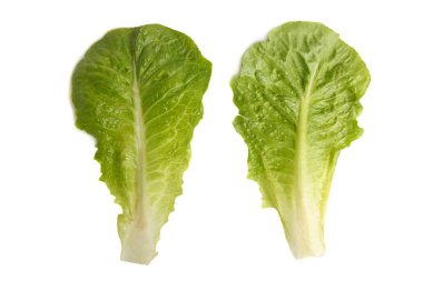 Beyaz arka plan üzerinde izole iki yeşil marul.