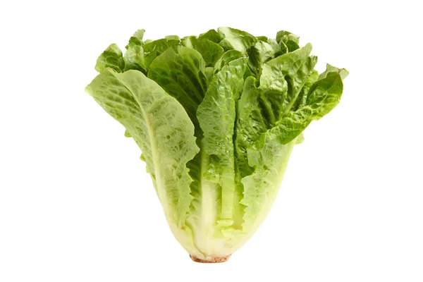 绿色生菜生菜在白色背景下分离 — 图库照片