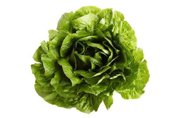 Green Lettuce Romaine Isolated White Background — Stock Photo, Image