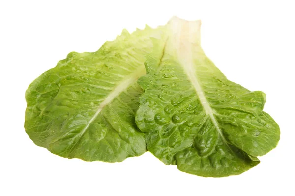 两种绿色生菜在白色背景下分离 — 图库照片
