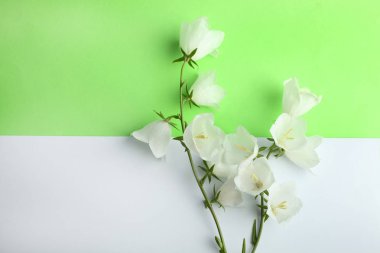Yeşil ve beyaz arka plan üzerinde beyaz çiçekler çok güzel çan. Üstten görünüm, kopya sapce.