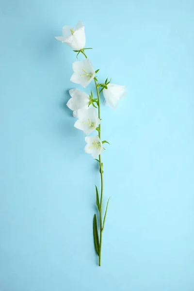 Mavi Bir Arka Plan Üzerinde Beyaz Çiçekler Çanları Güzel Buket — Stok fotoğraf