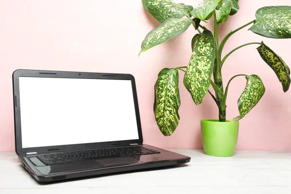 Laptop and green house plant on table on pink background. The concept is workplace.