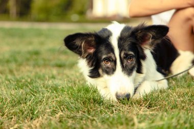 Şirin kenar kömür ocağı köpek parkta yürümek için.