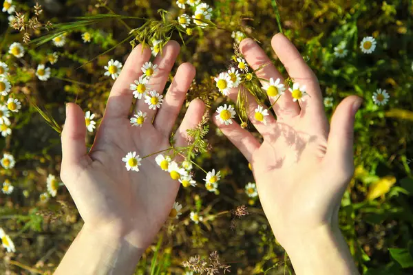 Mains Humaines Dans Camomille Concept Amour Pour Nature — Photo