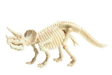 Triceratops dinozor iskeleti üzerinde beyaz izole. Konsept: Jurassic, bilim paleontoloji. Yan görünüm.