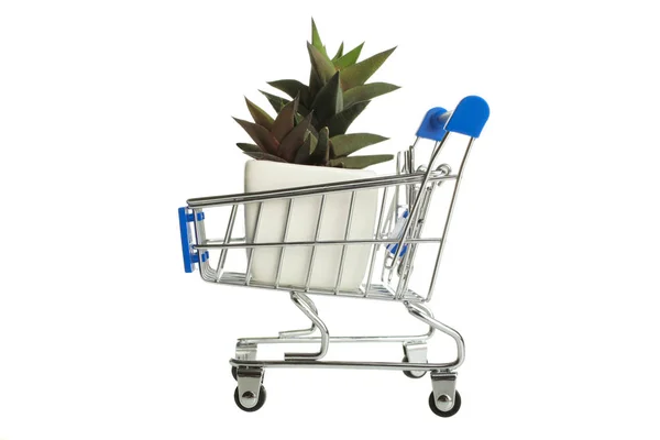 Succulents Supermarket Trolly Isolated White Concept Buying Plants — Stock Photo, Image