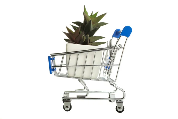 Suculentas Trolly Supermercado Aisladas Blanco Concepto Comprar Plantas — Foto de Stock