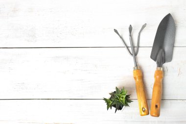 Küçük yeşil kaktüs, sulu ve ahşap zemin üzerine komisyon kürekle. Kavram nakli bitki. Üstten görünüm, kopya alanı.