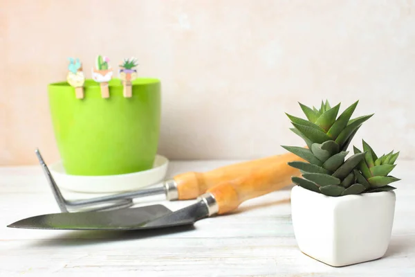 Petit Cactus Vert Succulent Pelle Avec Râteau Sur Table Bois — Photo