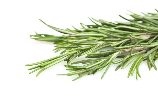 Fresh Green Rosemary Sprig Isolated White Concept Medicine — Stock Photo, Image