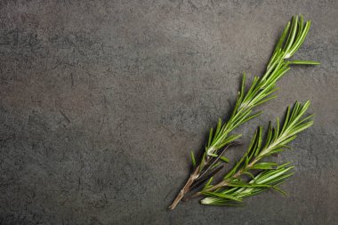 Siyah arka plan üzerine taze yeşil ince dal biberiye. Görünümü en çok, uzay kopyalayın. Kavram tıp.