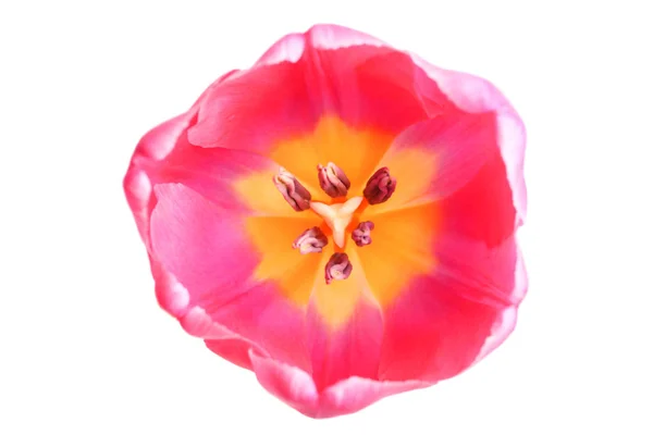 Uma Bela Flor Tulipa Rosa Isolada Branco Conceito Dia Internacional — Fotografia de Stock
