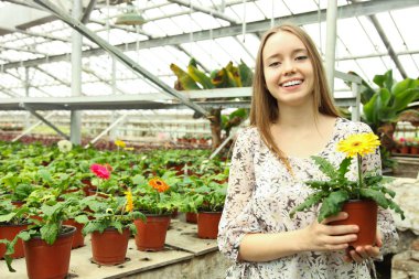 Güzel genç gülümseyen kız, işçi gerbera sera içinde çiçek tencerede ile. Sera, çiçek, kavram eser bulunmaktadır. Kopya alanı.