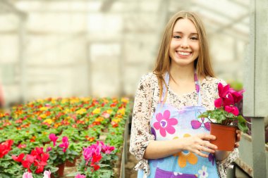  işçi ile sera içinde çiçek tencerede Siklamen
