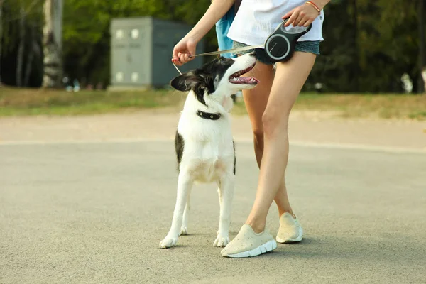  köpek kenar kömür ocağı