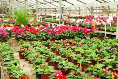 Tencere sera içinde çiçek açan campanula'lar. 