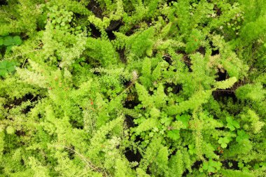 Güzel yeşil bitki kuşkonmaz