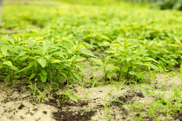 Wachsende grasgrüne Pflanzen — Stockfoto