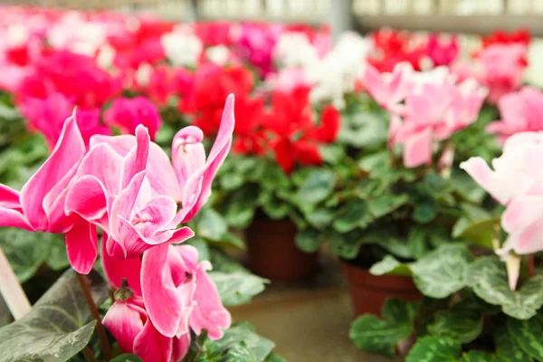 Hermosas flores de ciclamen — Foto de Stock