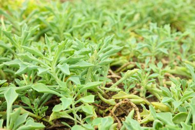 Sera içinde büyüyen yeşil ot