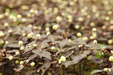 Sera içinde mor bitki yetiştirme, 