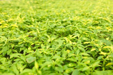 Çimenli yeşil bitki yetiştirme