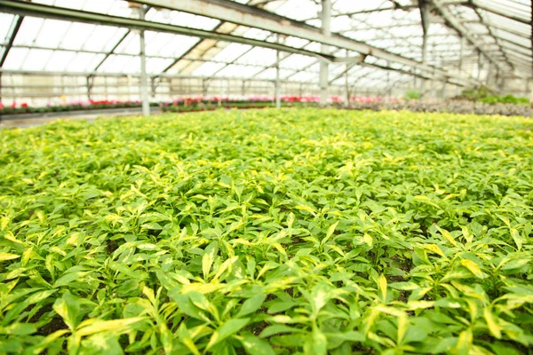 Cultivo de plantas verdes herbáceas — Foto de Stock