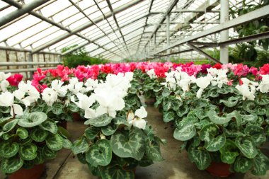 güzel Siklamen çiçekler