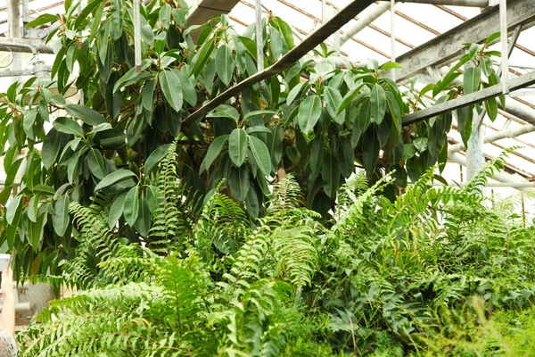 Plantas tropicales exóticas — Foto de Stock