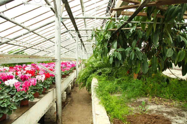 Lindas flores de ciclame — Fotografia de Stock