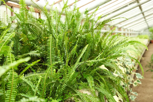 Cultivation of beautiful green plant asparagus — Stock Photo, Image