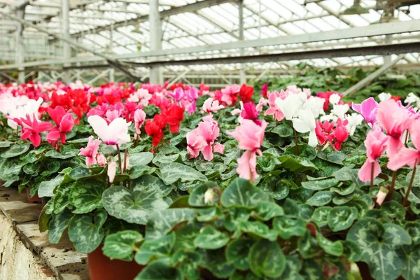 Hermosas flores de ciclamen — Foto de Stock