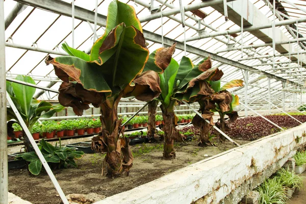 Plátano exótico ensete — Foto de Stock