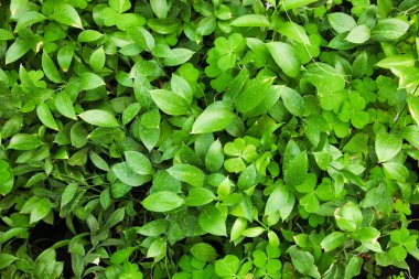 Sera içinde büyüyen yeşil ot