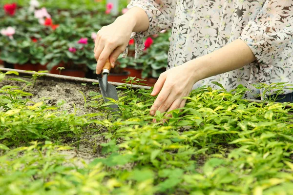Frau gräbt mit Schaufel grasgrüne Pflanzen — Stockfoto