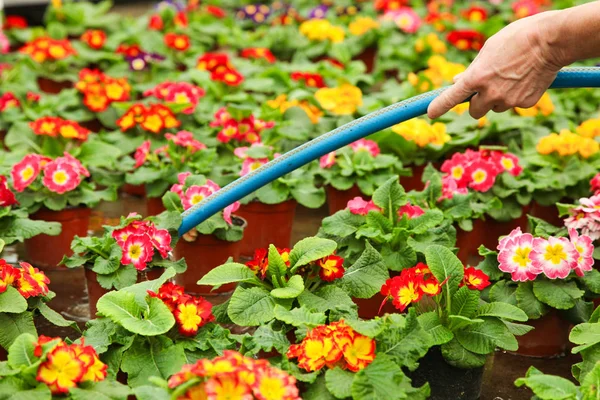 Πότισμα όμορφα ανθισμένα primroses — Φωτογραφία Αρχείου