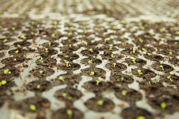 Boden Mit Kleinen Grünen Blättern Die Blüten Wachsen Lassen Cyclamen — Stockfoto